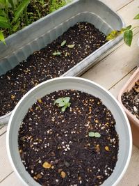 ヒマワリについて今種が発芽してこんな状態ですが間引きはしたくないです Yahoo 知恵袋