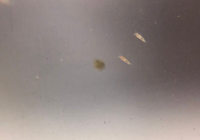 メダカの卵とミジンコを共存させては不味いでしょうか メダカの卵を親 Yahoo 知恵袋