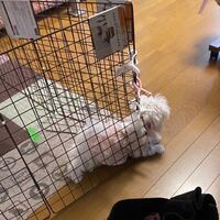 我が家で新しい子を迎えたのですが先代犬の時は私の声の関係でコマンドを英 Yahoo 知恵袋
