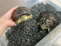 カメの水槽に虫がいます ２ヶ月ほど前から子ガメを飼っています 今日水 Yahoo 知恵袋