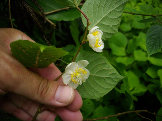この花は何でしょう 昨日大阪府 金剛山系の山の中で見ました Yahoo 知恵袋