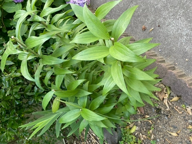 百合を地植えで育てています 数年前に三色で植えたのですが今年 Yahoo 知恵袋