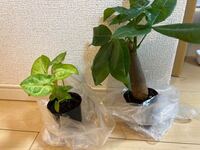 ダイソーでガーデニング用の水苔はありますか 私も探した Yahoo 知恵袋