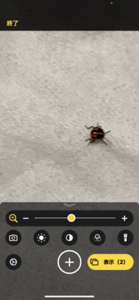 家のテーブルの上に10匹程ひっくり返っていたのですが何の虫で Yahoo 知恵袋
