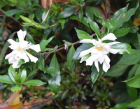 この花の名前は何でしょうか 今日 閉校した学校の花壇の端で咲 Yahoo 知恵袋