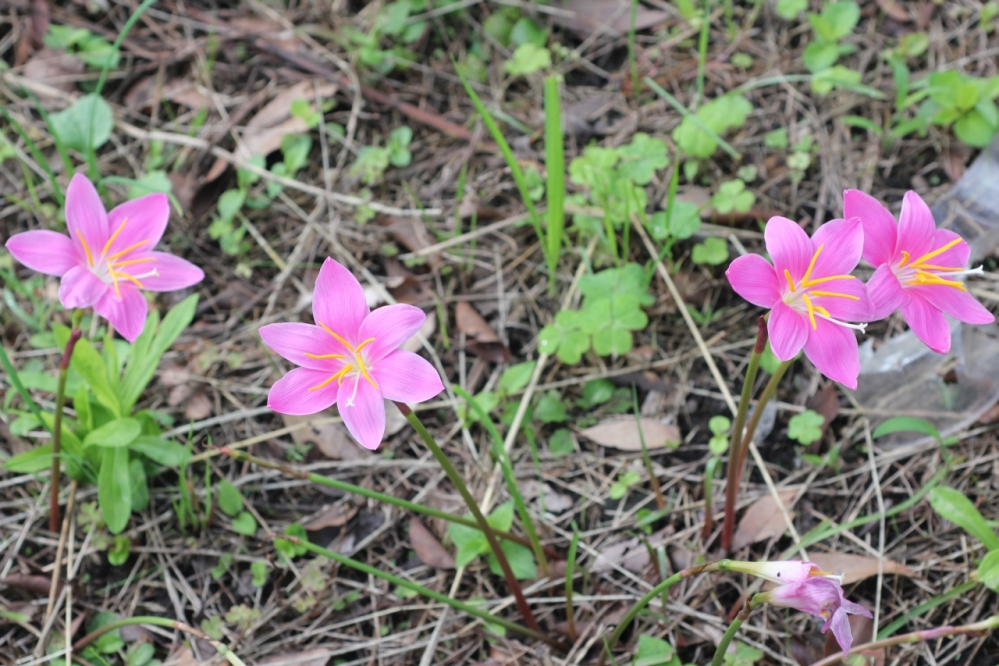 写真の花は何でしょうか。 教えていただけますと嬉しいです。 6/19大分県で撮影しました。