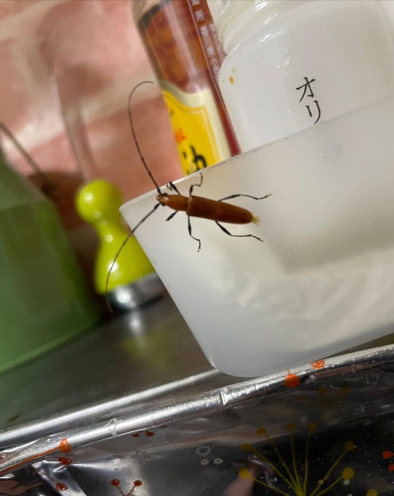 家にこの虫がかなりの頻度で出ています。 なんて名前の虫かわかる方いますか？