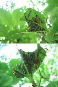 6月の低山にいた何かの幼虫です。
サルトリイバラの葉に集団でいました。
かなり気持ち悪くて申し訳ないのですが、
何という名前の生物の幼虫でしょうか？？ 