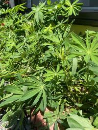 ルピナスについてです ６月に入っても花芽がでず 葉の勢いだけが凄 Yahoo 知恵袋