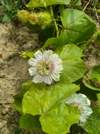 写真の花の種類は何ですか 葉の形やツタも有りアサガオそっくりなのですが Yahoo 知恵袋