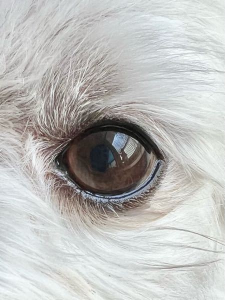 犬の瞳孔について気になることがあります。 7歳オス、去勢済みです。 片目は綺麗な丸型なのですが、もう一方の瞳孔の下側が歪んでいます。線が入って歪んでいるようにも見えます。 目が見えにくそうな...