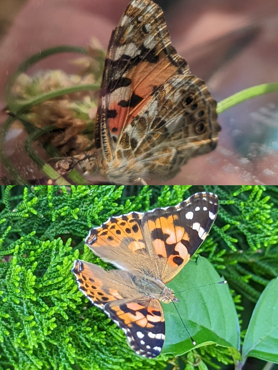 川崎の公園で、ヒョウモン柄の蝶を捕まえました。 メスのツマグロヒョウモンかと思いましたが、合っていますでしょうか？ 以前捕まえたツマグロより小さめだったので、違う種類かもと気にしてきます。