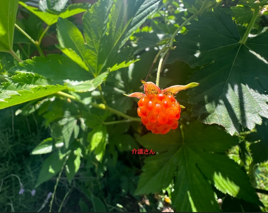 この植物（オレンジの実？）の名前は何ですか？ 撮影日は2022年5月27日で撮影場所は兵庫県です。 よろしくお願いします。