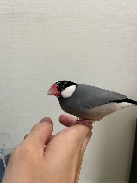 文鳥のオスかメスか見分けたいのですが うちの子はどちら Yahoo 知恵袋