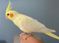 オカメインコの性別について。
 
 生後7ケ月のルチノーパールのオカメインコです。 チークが濃くなってきたように思いますが、まだ背中にパールは残っています。 呼び鳴きも普通、歌もピョロピョロとまあ特に多いようには思いません。
 特徴とすれば、ケージから出すとめっちゃはりきってポージングをすることです。（放鳥時もいろいろな場所でギャッギャッといいながらやっています）
 なんとなく、、で...