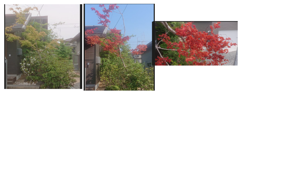 庭に植えている紅葉の葉っぱが赤くなってしまいました。 つい先日までは緑の葉をつけていましたが、ここ数日ですべて写真のようになっています。 これは枯れているのでしょうか？ 復活は可能なのでしょうか？