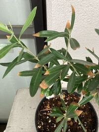 自宅マンションのベランダで オリーブの木を育てていますが 突 Yahoo 知恵袋