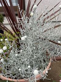 この花の名前は何ですか プラチーナ カロケファルス です Htt Yahoo 知恵袋