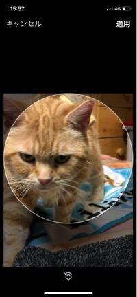 Twitterのアイコンに猫の写真を使いたいのですが真ん中に指定出来ま Yahoo 知恵袋