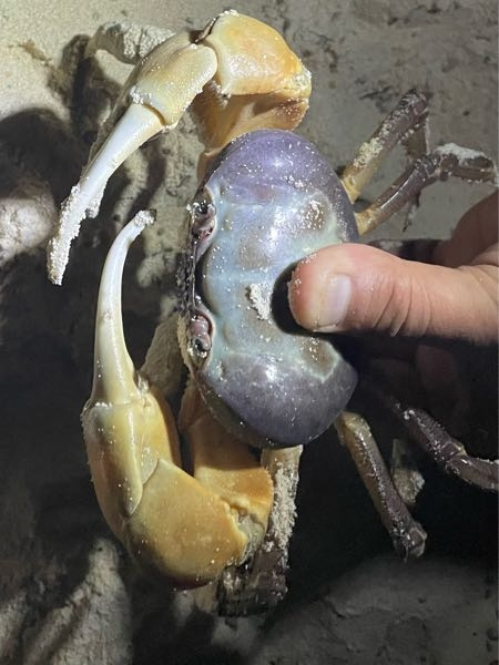宮古島の海で発見しました。 何というカニかご存知の方いらっしゃいますか？ 食べられるカニなのでしょうか。