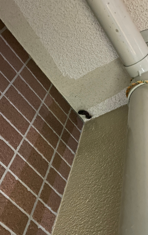 写真ありです。助けてください。 ベランダの天井端っこに何かのサナギみたいなのがくっついています。親指より少し大きいくらいのサイズです。 よく見ると蜘蛛の糸のようなもので覆われている感じです。マンションの1階に住んでいます。 1週間前にはありませんでした。 これがなにか分かる方いらっしゃいませんか？