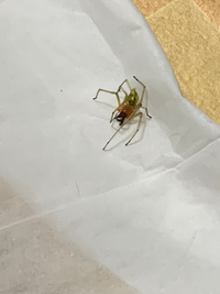 家の中に蜘蛛がいたのですが種類がわかりません 特徴 赤っぽい お腹 Yahoo 知恵袋