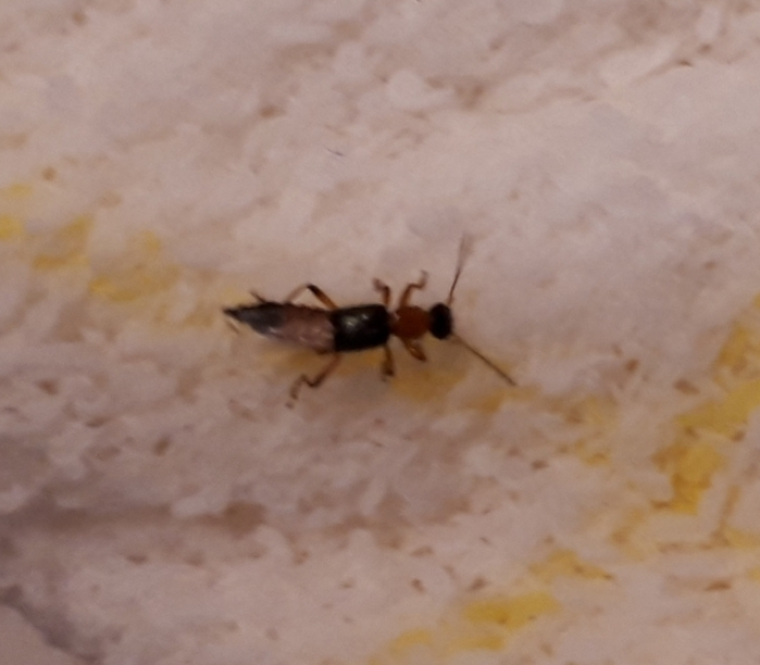 居間で見つけました。 これは何という虫でしょうか？ 害はありますか？ ご存じの方、お教えください。