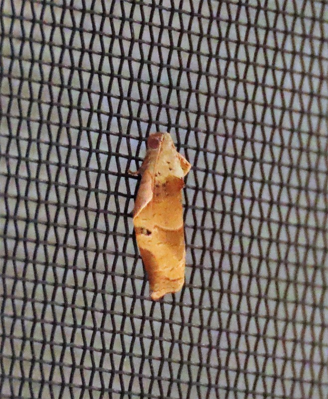 いつもお教え下さり有難うございます。今朝網戸に、ハスモンヨトウのすぐ近くにこの写真の蛾が止まっていました。 枯れ葉に似たカレハガの一種のようですが名前が分かりましたらお教えください。