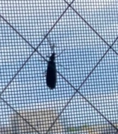 この網戸の外に着いている虫はなんでしょうか？ゴキブリでしょうか？ マンションの四階なのですが、、、 よろしくお願いします！