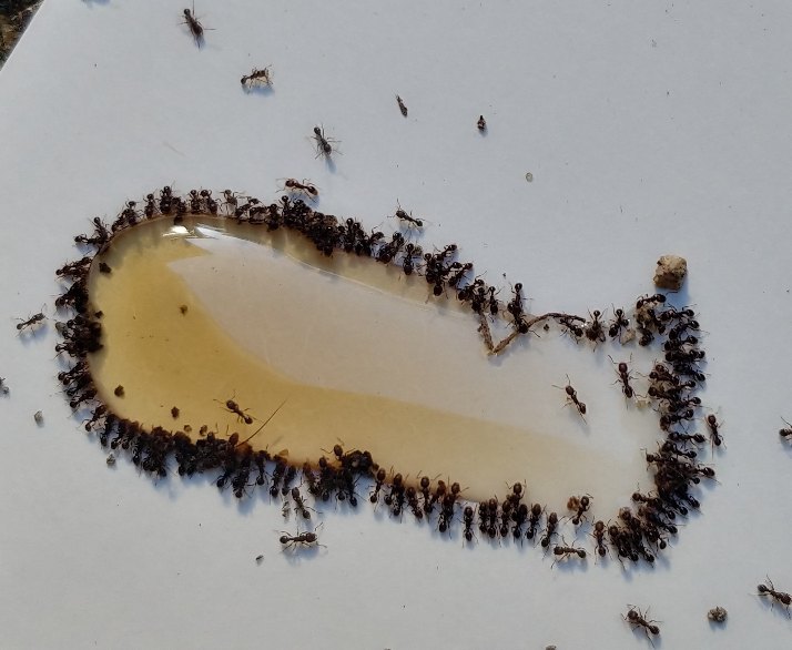 この蟻達の種類を教えて頂きたいです！