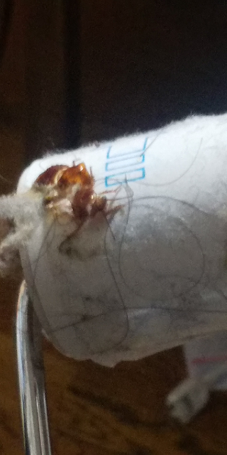 虫注意です これはゴキブリですか？ 潰した後です。触覚があり、横に線が入っています。