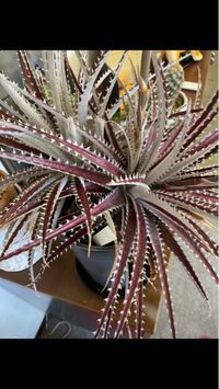 この植物の名前分かりますか ブロメリア科のディッキアディッキア Yahoo 知恵袋