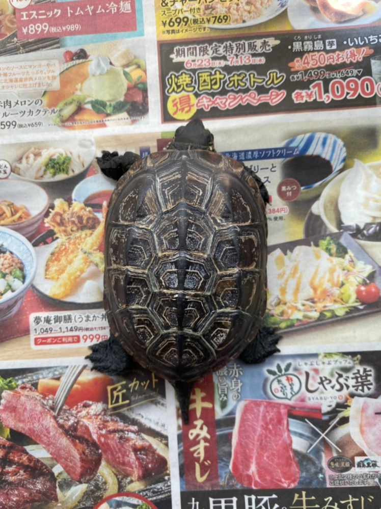 城ヶ島で釣れた細長い蛇のような穴子のようなウツボのような生き物なのですが どな Yahoo 知恵袋