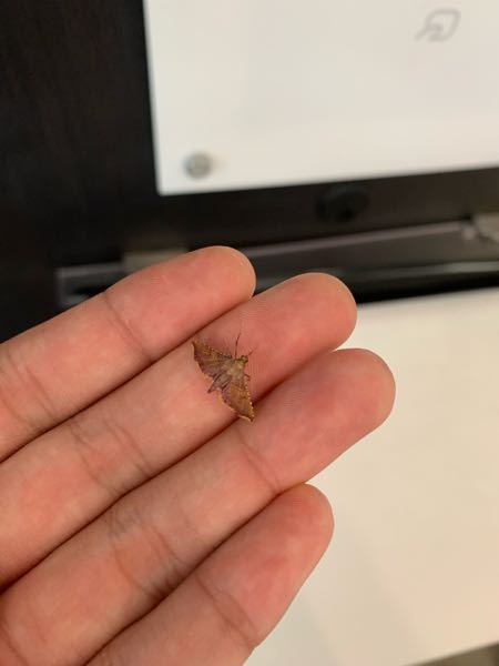 この蛾の名前なんですか。