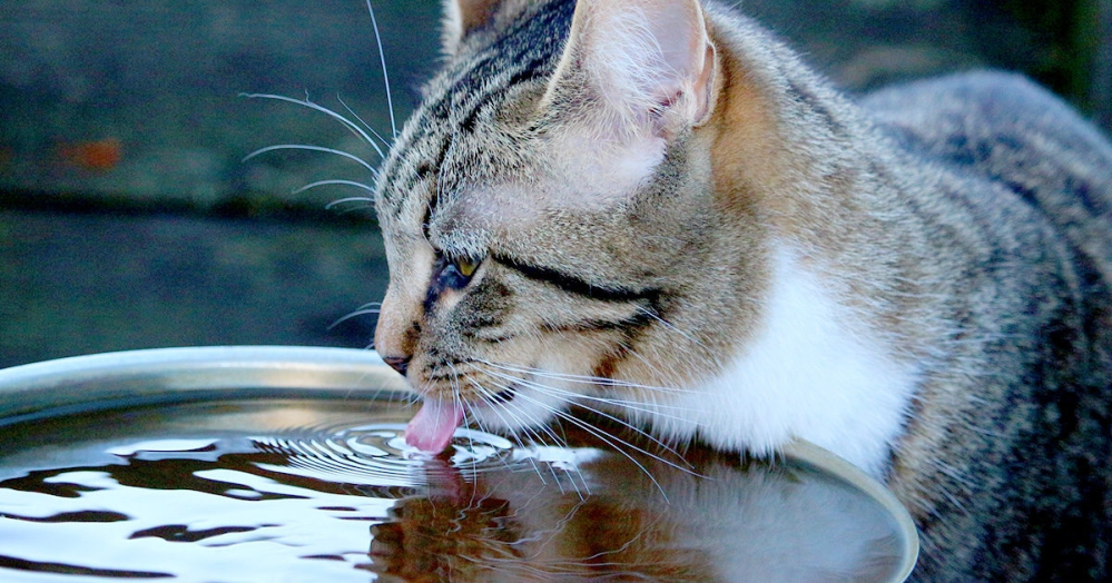 猫に自販の水あげても大丈夫ですか？