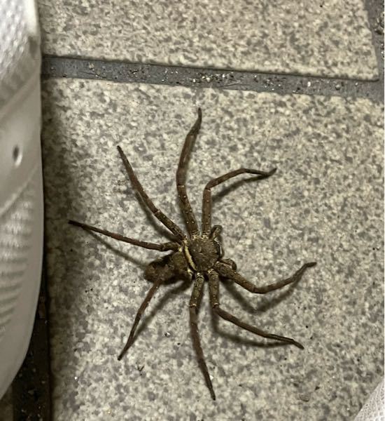 これなんて名前の蜘蛛ですかね？ 玄関にいました…… 結構大きいです 閲覧注意かもしれないです