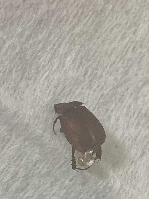 この虫はなんでしょうか？かなり強く潰してしまったので分かりづらくてすいません。 大きさは1センチほどでかなり羽音を立てて飛び回っていました。 カブトムシのメスの小さいバージョンみたいな感じで、ゴキブリではなさそうです。明るい茶色です。 色々調べてシバンムシやカムオブシムシかと思ったんですけどそれにしては大きいし、分からないため質問します。虫に詳しい方教えてください。