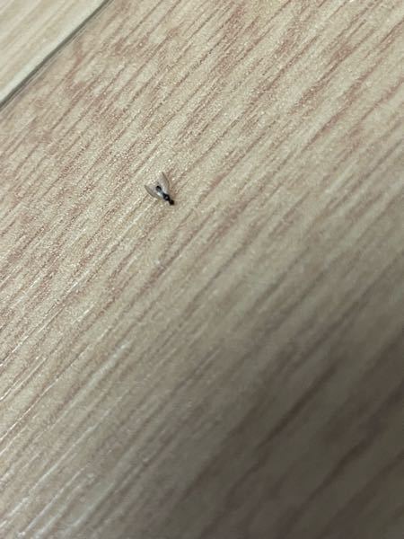昨日のお風呂の時から 数匹ずつ見る、この羽アリみたいなのはなんですか？ 害はありますか？ もしお名前わかる方がいたら教えてください もう合計10匹以上見てます。