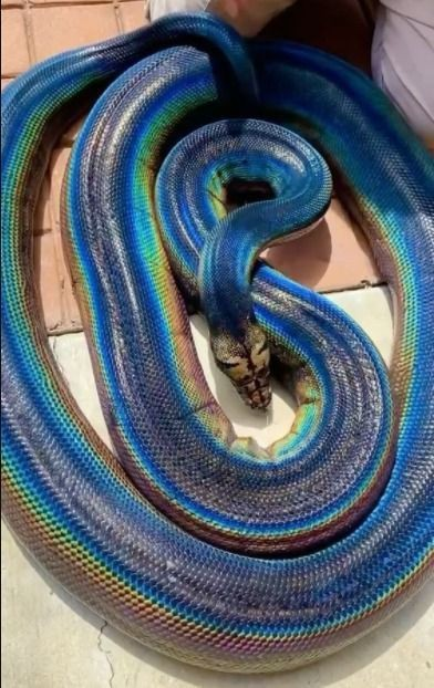これはなんという蛇ですか？？