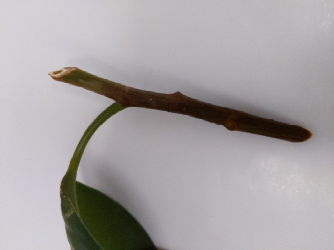 ゴムの木を水挿ししましたが、3週間経っても根が出ません。茎の