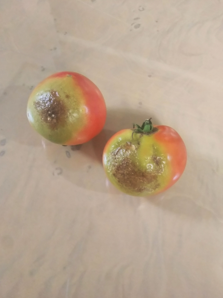 家庭菜園のトマトについて質問です。 写真のように変なトマトになってしまいました。一個だけでなく数個このようになりましたが原因は何ですか。