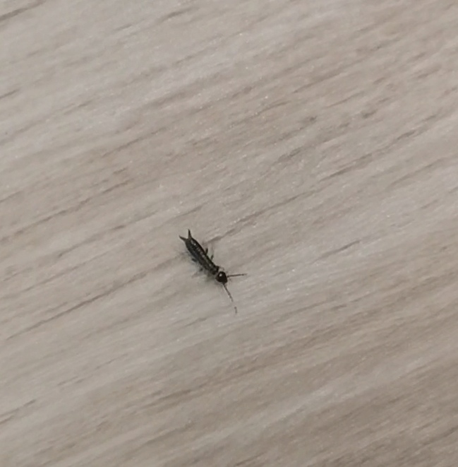 この虫は何ですか? 少し大きめの蟻のような見た目で、体長1センチぐらい、お尻がハサミのように別れていて、目視したところ体は黒っぽく、お尻部分は赤茶色っぽい感じでした。 蟻の一種でしょうか？ 家で見つけましたが、害はありますか？