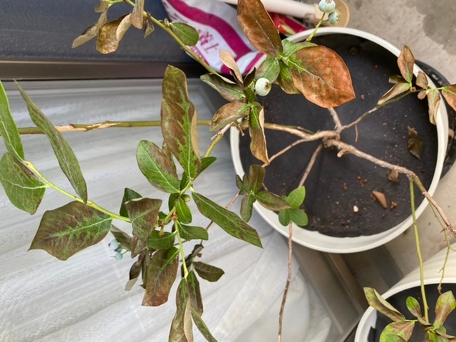 ブルーベリーが枯れてきています。 分かる方、是非アドバイスをお願いします！ ブルーベリーを鉢植えで育てています。 実が色付いてきて、少しずつ収穫していたのですが、先週くらいから茶色い葉っぱが増えてきて、今朝はここまでひどくなってます。 何か病気でしょうか？虫は見当たりませんでした。