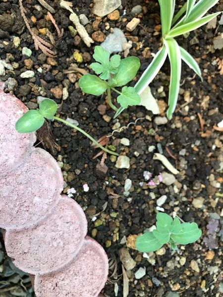 スイカの種を植えたところから芽が生えてきました。 これってスイカの芽でしょうか？