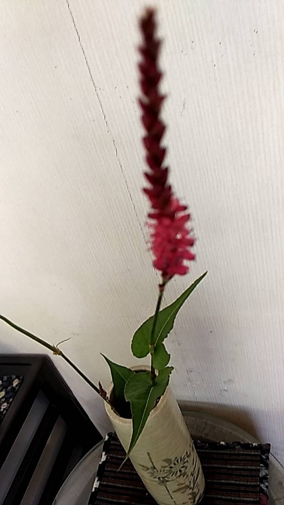 この花の名前教えて下さい。