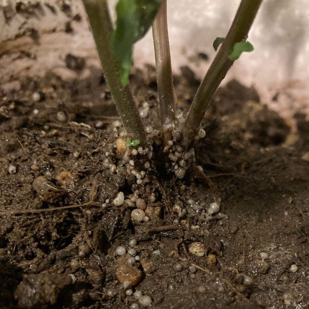 大葉の茎の根元と土の中に無数の白い小さな粒があることに気付きましたが、これは何かの卵でしょうか？肥料とは異なるような気がしますが…対策含め、お分かりになる方いらっしゃれば教えて下さい。