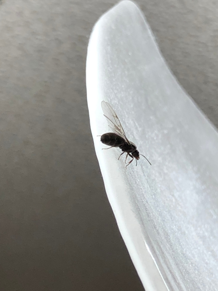 このような羽アリ(写真は大きめの羽アリで、かなり小さいのもいます)が突然、出没し出したのですが、これは木造家屋にダメージを与えるシロアリの種類なのでしょうか。