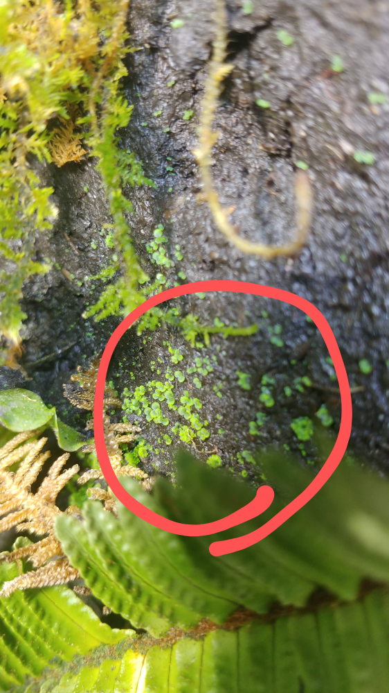 最近ビバリウムに生えてきた、この部分の緑色のものは一体なんでしょう？ 何かの苔なら、このままでいいかと考えておりますが、、、回りにこんな風な苔を植えているわけでもないですし、カビや害になりかねな...