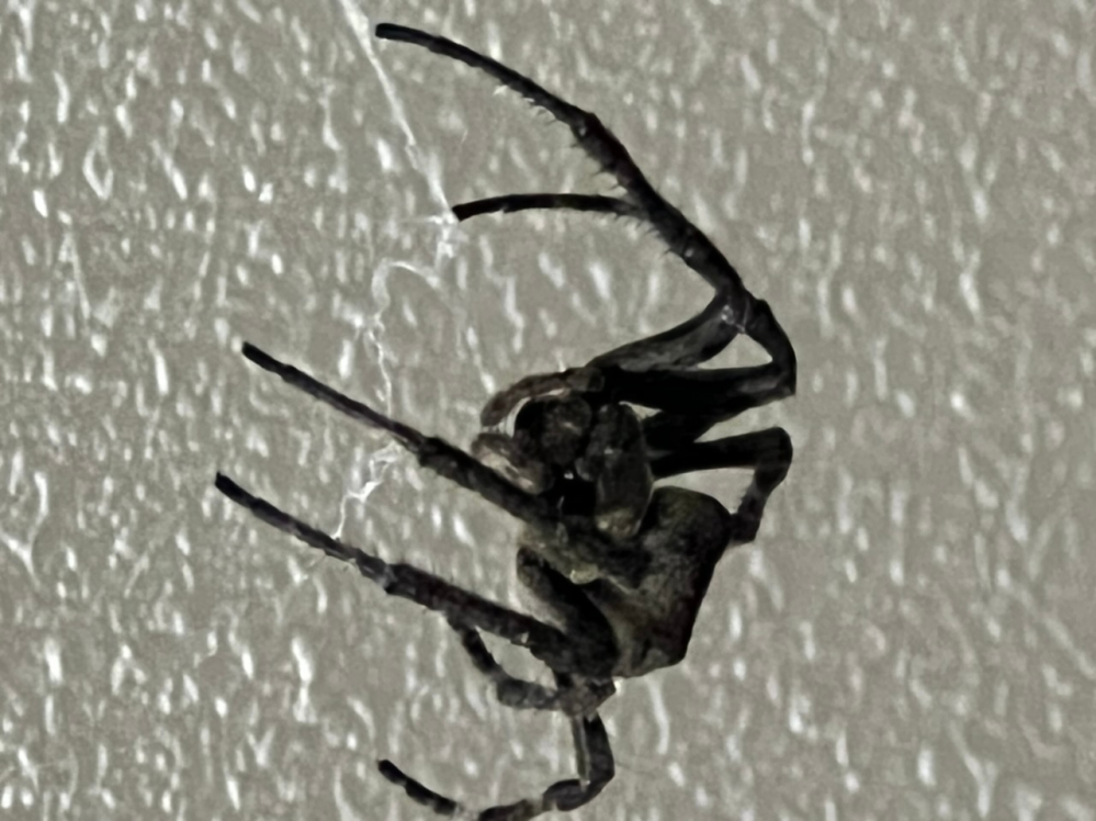 この蜘蛛の名前を教えてください！ 自宅にこれほど大きな蜘蛛が現れたのは初めてです。目測ですが足の長さを含めずとも頭〜腹までだけで3〜4センチはあったように思います。 天井から数センチ下に糸で浮遊しており、お尻から太い糸が出ていました。 中々動きも素早く、外へ逃すのにも苦労しました。