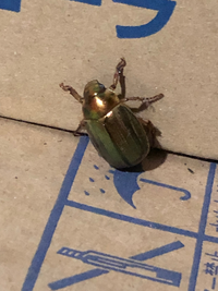 家の中に金と緑が混ざったような光り方をする綺麗なカナブン がいました Yahoo 知恵袋